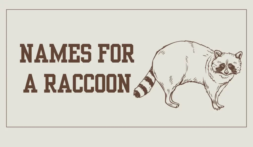 names for a raccoon