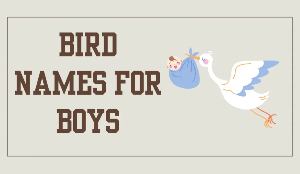 bird names for boys