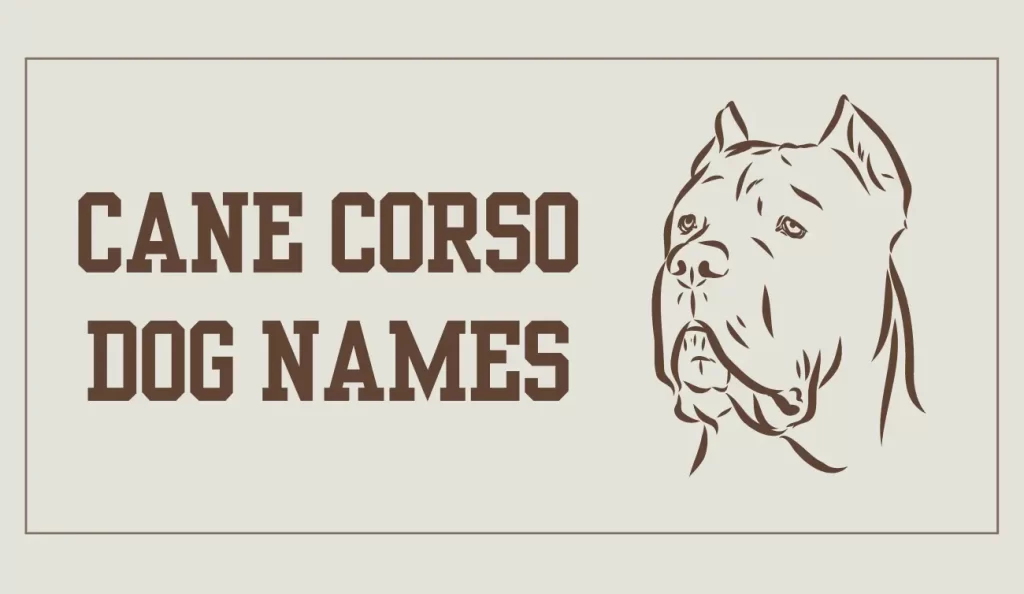 cane corso dog names