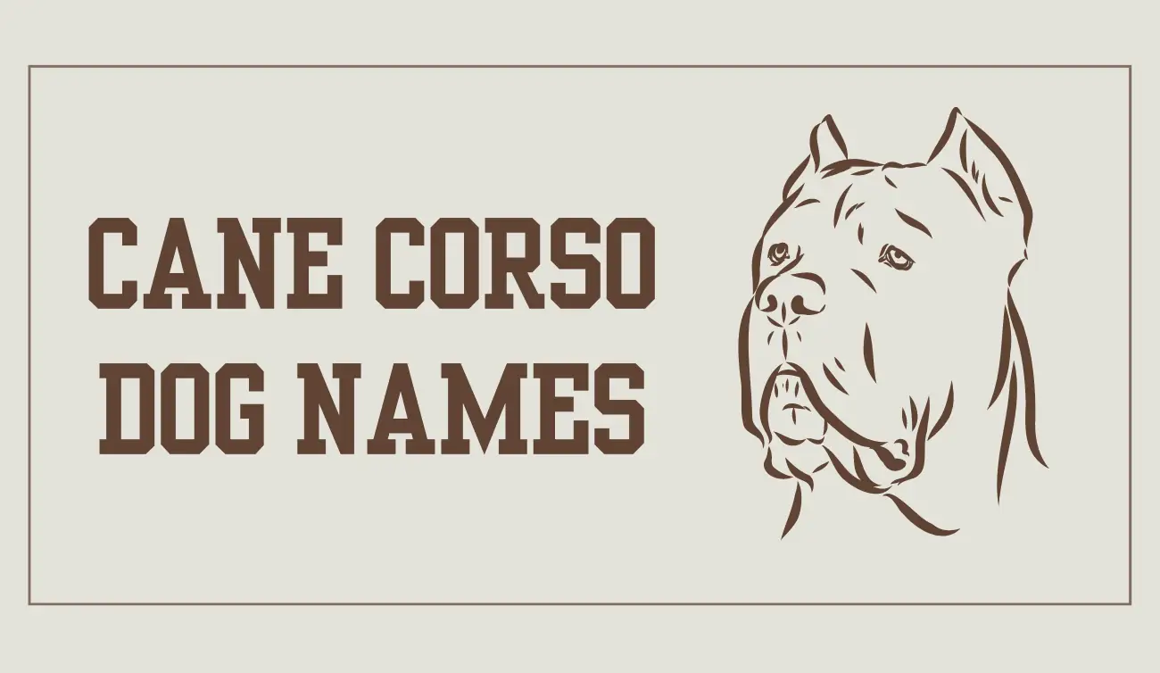 100 Cane Corso Dog Names A Comprehensive Guide Let S Name   Cane Corso Dog Names.webp