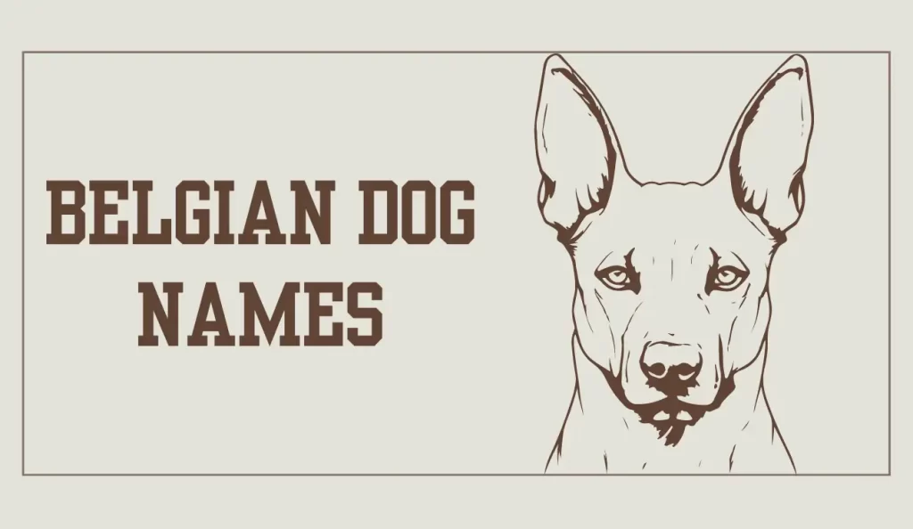 belgian dog names