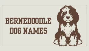 bernedoodle dog names