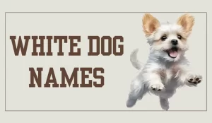 white dog names