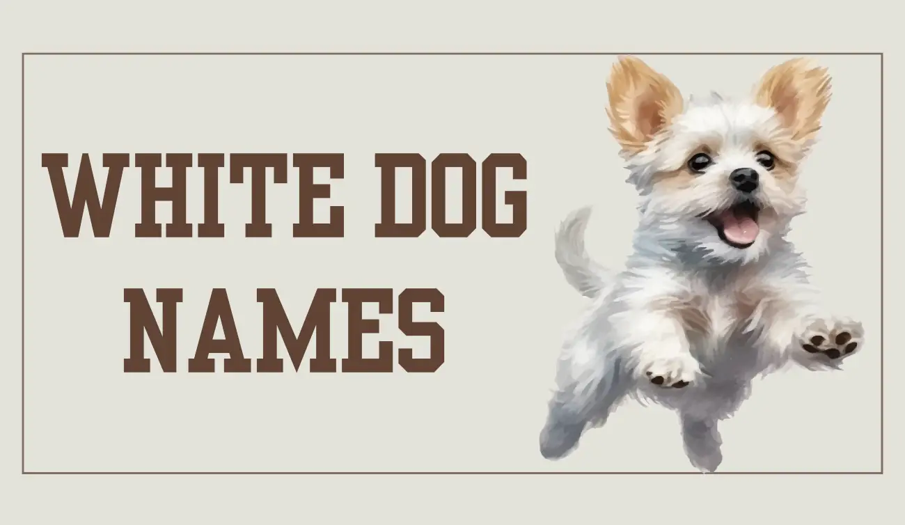 550+ Best White Dog Names for Girl and Boy, Funny and All Breeds