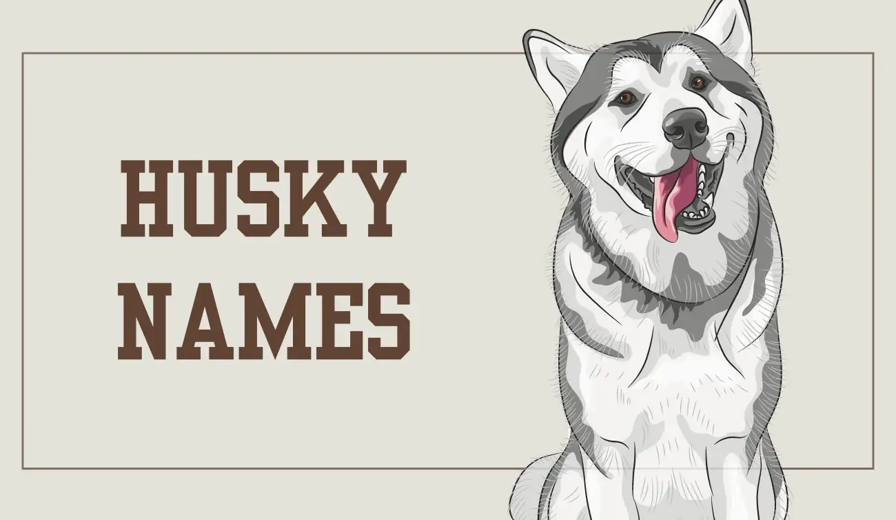 400+ Best Husky Names: The A-Z Most Popular Ideas for Your Fluffy Puppy