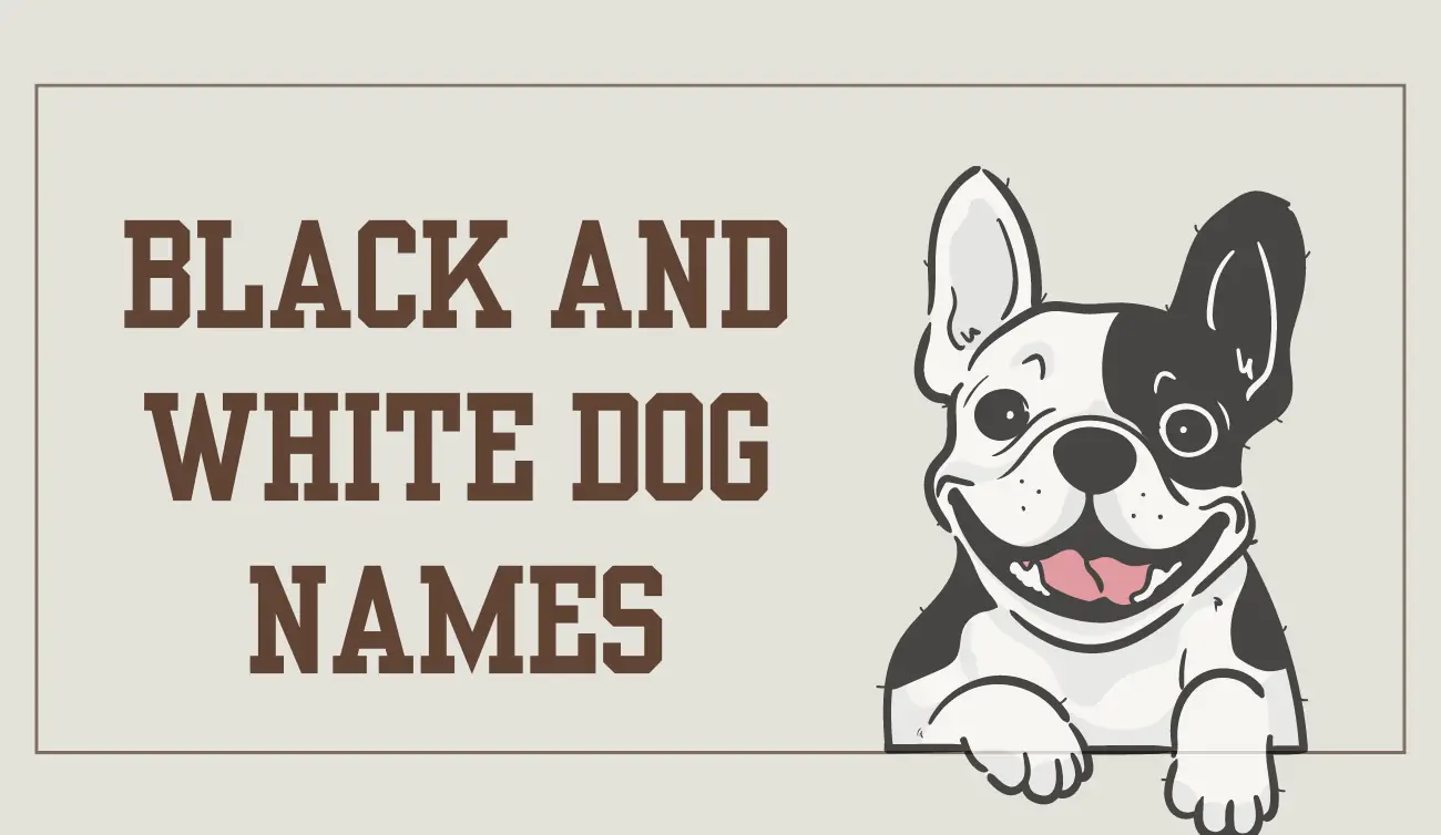 100+ Best Black and White Dog Names That Stand Out